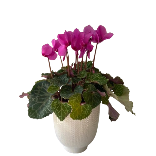 Plants Main image